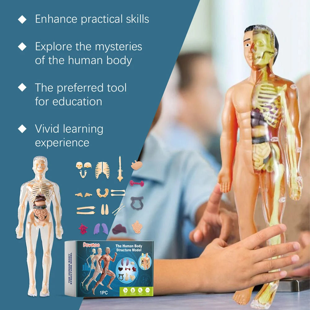 DOWMOO 28cm Human Body Model Detachable Torso Anatomy Educational Toy Detailed Skeletal Organ Display - 4