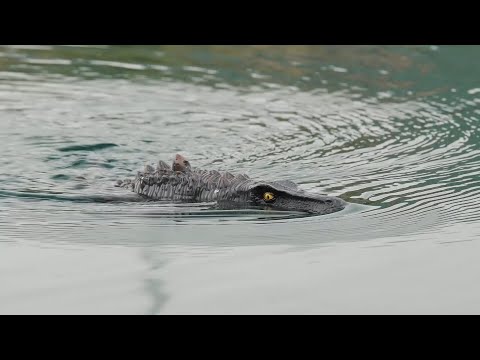 4DRC 4D-S11 2.4G Remote Control Mosasaur Shape RC Boat Water Spraying Toy with Camera, with 1 Battery