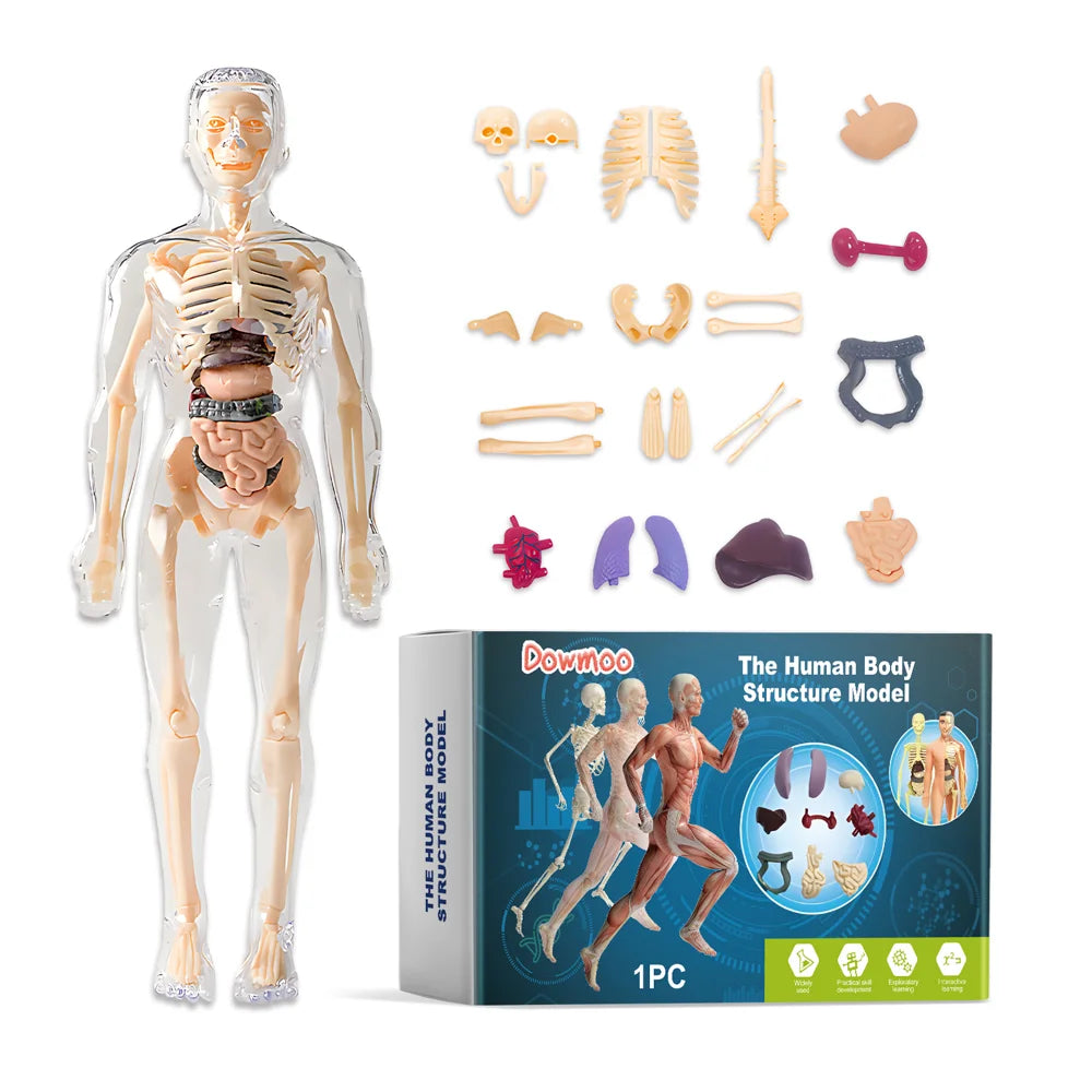 DOWMOO 28cm Human Body Model Detachable Torso Anatomy Educational Toy Detailed Skeletal Organ Display - 1