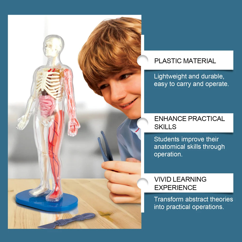 DOWMOO 28cm Human Body Model Detachable Torso Anatomy Educational Toy Detailed Skeletal Organ Display - 3